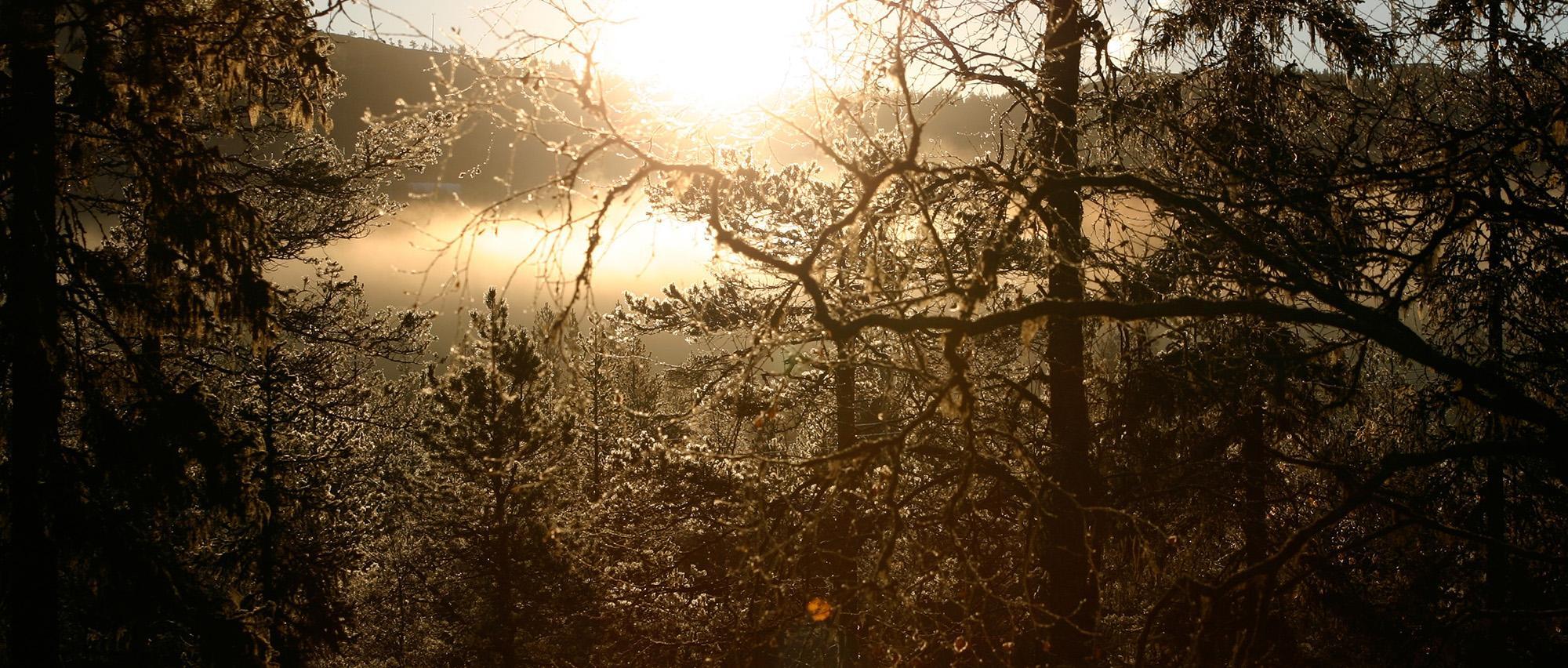 Golden light shining from the sunset inbetween trees in a forest