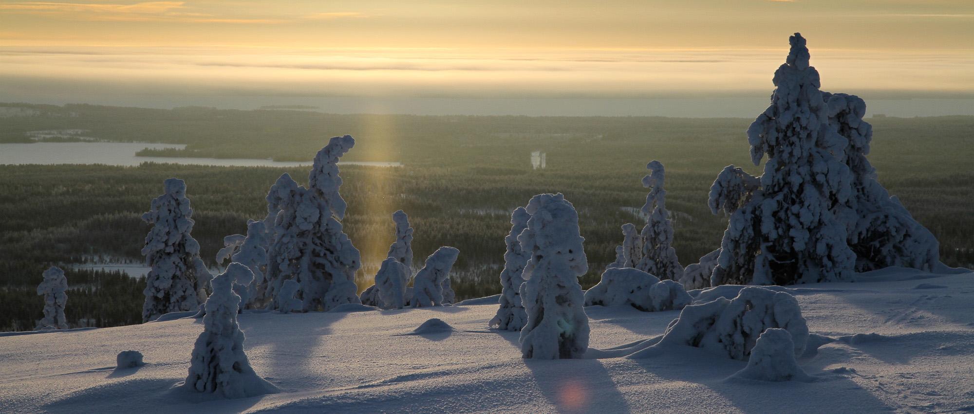 View from a snowy mountain with some trees surrounded by forest scenery in the background.